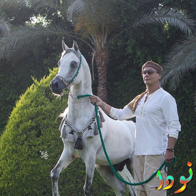 عباس ابو الحسن يركب حصان أبيض